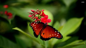 red-butterfly-33450-1920x1080