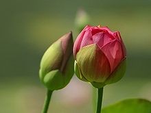 220px-Flower_Buds