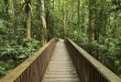 Daintree National Park, Australia --- Boardwalk through Rainforest, Daintree National Park, Queensland, Australia --- Image by © Radius Images/Corbis