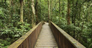 Daintree National Park, Australia --- Boardwalk through Rainforest, Daintree National Park, Queensland, Australia --- Image by © Radius Images/Corbis