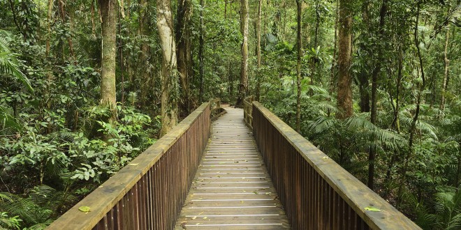 Daintree National Park, Australia --- Boardwalk through Rainforest, Daintree National Park, Queensland, Australia --- Image by © Radius Images/Corbis